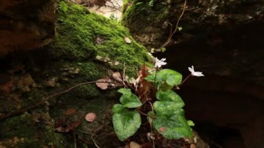 yosunlu Boulder'a tutunmuş çiçekler