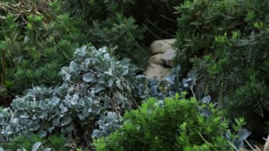 İsrail'de Ein Gedi kayalar arasında bitki örtüsü