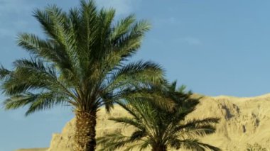 Esintiyle sallanan palmiye ağaçları