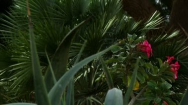 İsrail'de telif ücretsiz stok Video görüntüleri ilginç flora vurdu