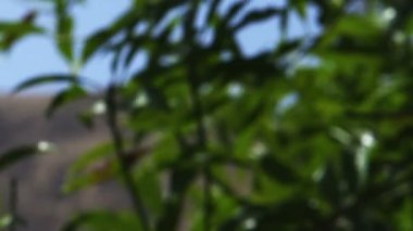 Kibbutz Ein Gedi dağa