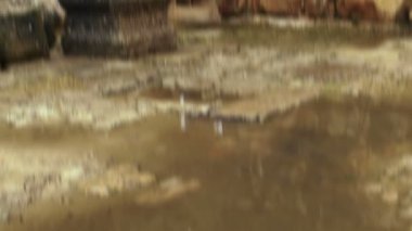 Telif ücretsiz stok Video görüntüleri Bar'am çamura İsrail vurulmuş kalıntıları