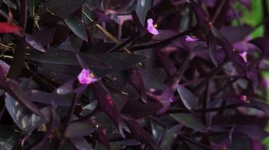 İsrail yaprakları yeşil ve mor