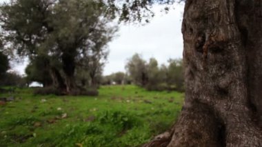 İsrail bir koru eski zeytin ağacı bagaja stok görüntüleri.