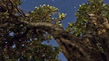Star Bethlehem İsrail'in zeytin ağacı ile hızlandırılmış