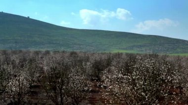 Görüntüleri, bir çiçek açan badem meyve bahçesinde İsrail stok.