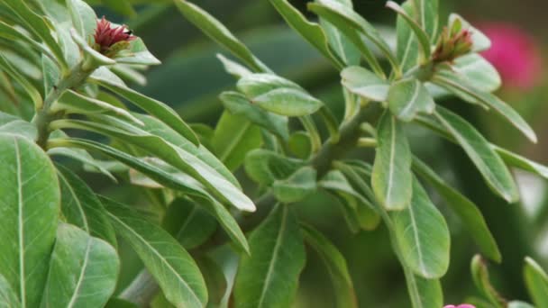 Ροζ λουλούδι σε ένα πράσινο θάμνο στο Ein Gedi πυροβολήθηκε στο Ισραήλ — Αρχείο Βίντεο