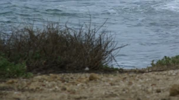 İsrail'de telif ücretsiz stok Video görüntüleri dalgaların bir kıyı bariyer isabet vurdu — Stok video