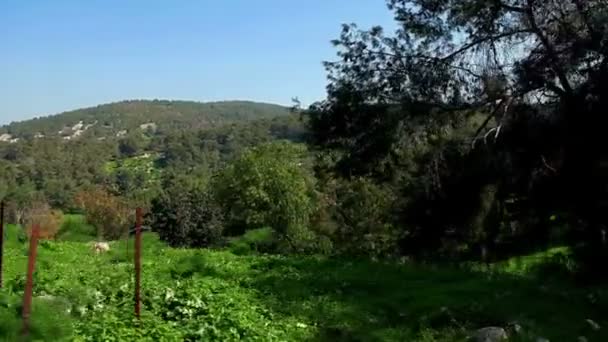 Stock Filmagem drive-by de colinas arborizadas em Israel . — Vídeo de Stock