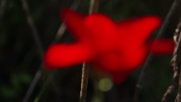 Closeup of a red flower in Israel. — Stock Video