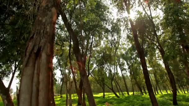 Archivio Filmato di una foresta illuminata dal sole in Israele . — Video Stock