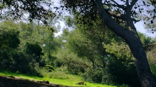 Realeza Stock de Vídeo Gratis Filmación de la ladera boscosa filmada en Israel — Vídeo de stock