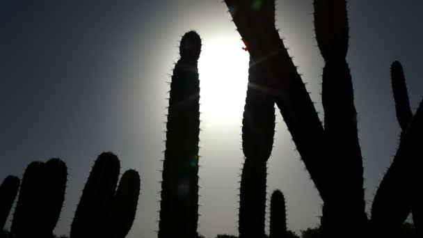 Stock Footage van silhouet cactus stengels in Israël. — Stockvideo