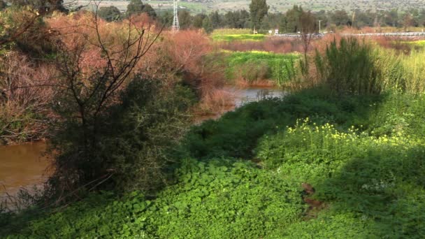 川 Jordan とイスラエル共和国の銀行の葉. — ストック動画