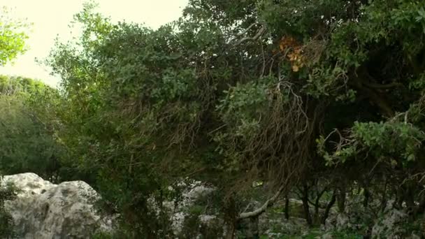 Panorama de la forêt venteuse du Carmel tourné en Israël 