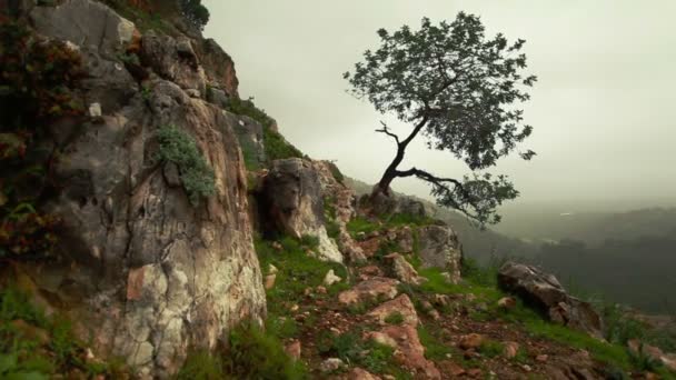 Archivaufnahmen eines einsamen Baumes an einem felsigen Berghang in Island. — Stockvideo