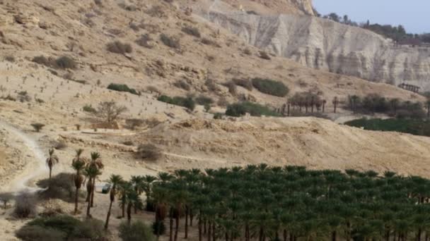 Lizenzfreie Stock-Videoaufnahmen von einem Palmen-Obstgarten in der Wüste, aufgenommen in Israel — Stockvideo