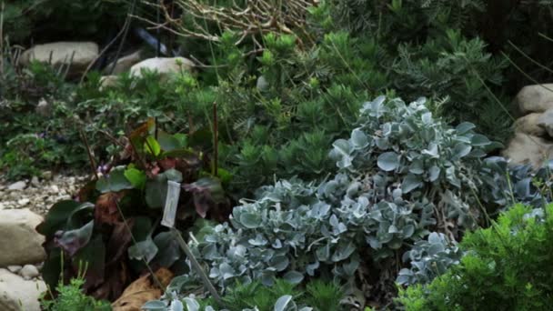 végétation au milieu des rochers à Ein Gedi en Israël 