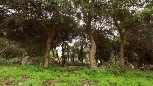 Ladera boscosa, disparando a través de ramas de hojas verdes — Vídeos de Stock
