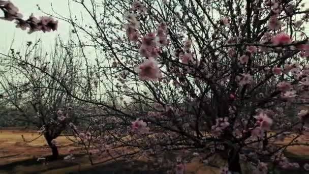 Stock Footage of a tree filled with pink blossoms in Israel. — Stock Video
