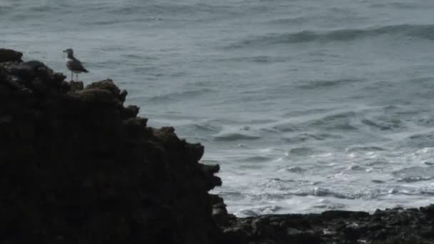 Felsruine bei caesarea an der Mittelmeerküste — Stockvideo