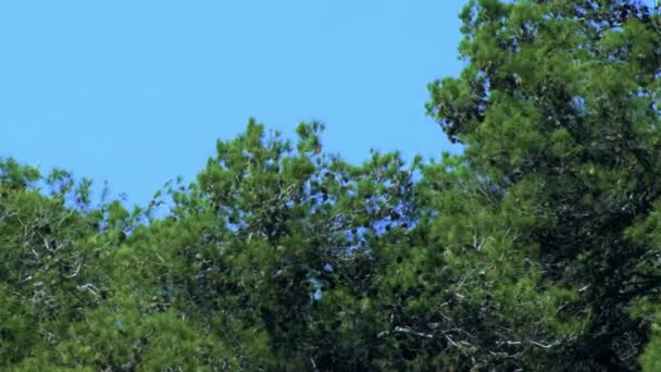Royalty Free Stock Video Footage of forest canopy shot in Israel — Stock Footage Royalty Free Stock Video Footage of forest canopy shot in Israel Stock Footage