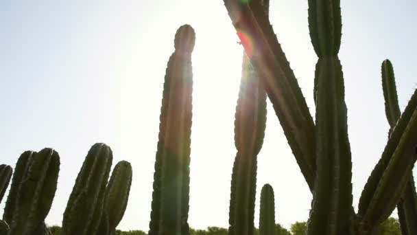 Archivio Filmati di cactus illuminato dal sole in Israele . — Video Stock