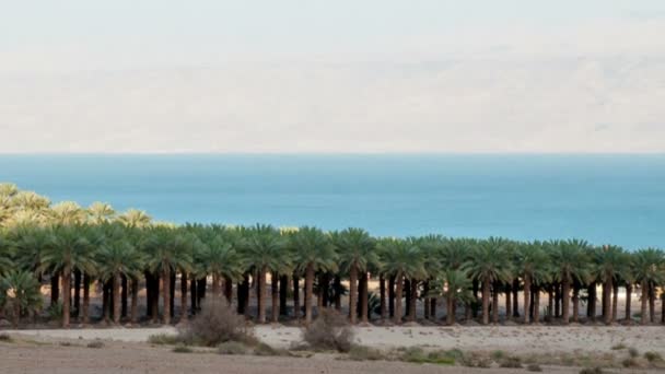 Megszűnik az árnyékok kiterjedő palm tree grove-Galileai-tenger közelében. Vágott. — Stock videók