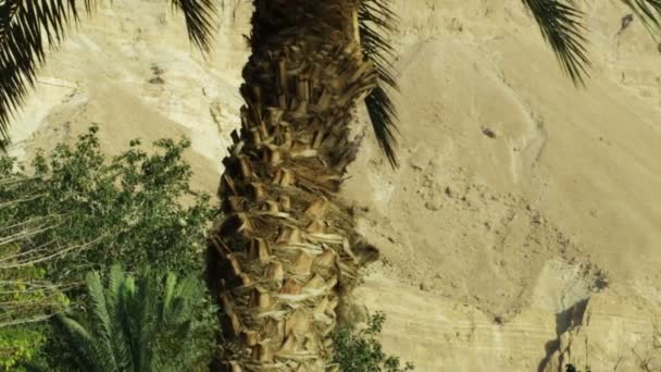 Palmier se balançant dans la brise — Video