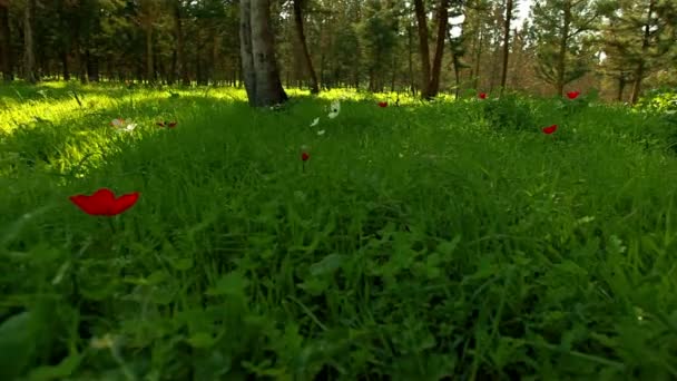 Stock film av röda och vita blommor på en skog golv i Israel. — Stockvideo