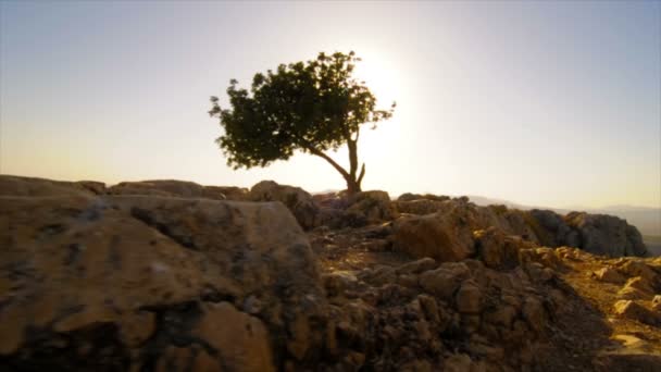 Ruïnes en boom boven op Mt. Arbel — Stockvideo