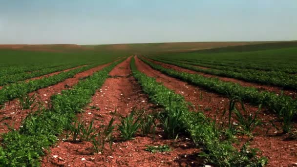 Filas de plantas de judías verdes cultivadas — Vídeos de Stock