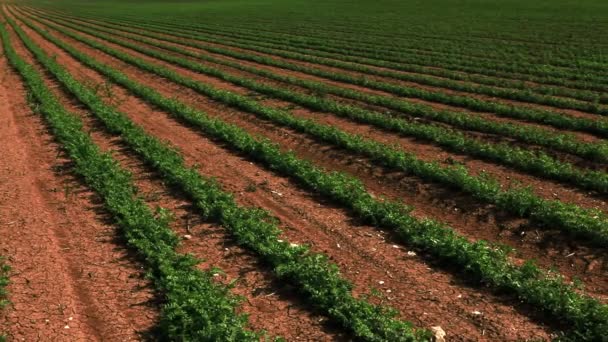 イスラエルの緑の作物の列のパノラマ. — ストック動画
