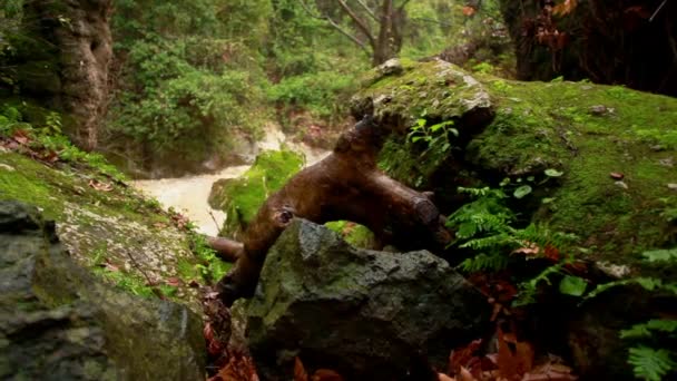 Stock Footage delle rive bagnate e rocciose di un fiume in Israele . — Video Stock