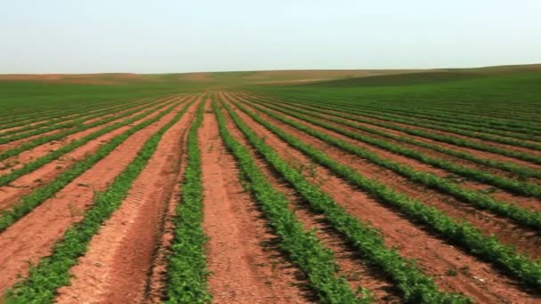 File di piante di fagioli coltivati verdi — Video Stock