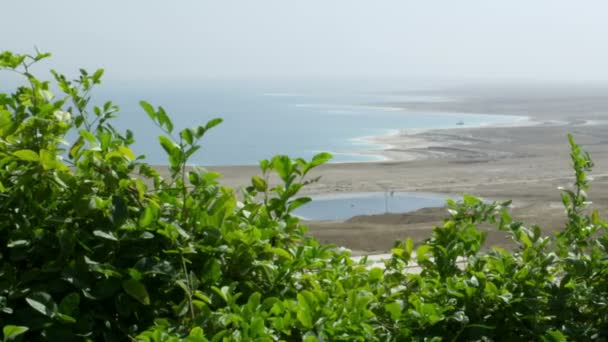 Filmagem de vegetação no Mar Morto em Israel — Vídeo de Stock