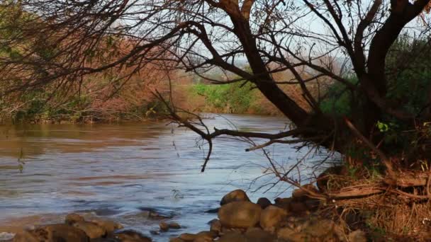 Stock Footage del fiume Giordano e delle sue banche vegetali in Israele . — Video Stock