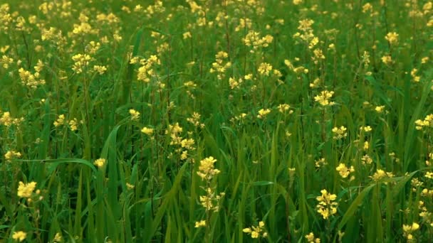 Fleurs sauvages se balançant dans la brise — Video