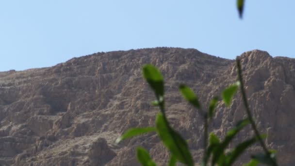 Ein Gedi montaña en el Kibbutz — Vídeos de Stock
