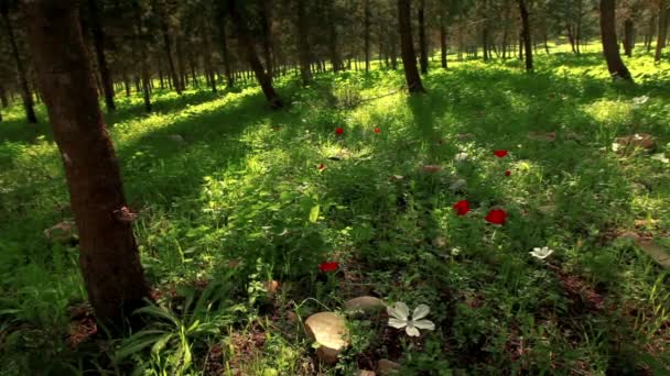 Απόθεμα βίντεο πανόραμα από ένα ανθισμένο δάσος πάτωμα στο Ισραήλ. — Αρχείο Βίντεο