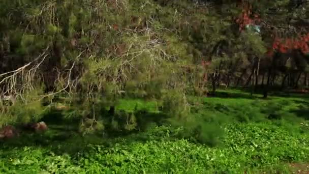 Burzovní záběry – po lese v Izraeli. — Stock video
