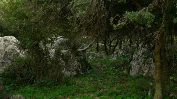 Panorama da floresta ventosa do Carmelo disparada em Israel — Vídeo de Stock