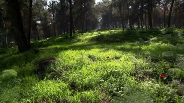 Stock Filmagem de um piso de floresta verde em Israel . — Vídeo de Stock