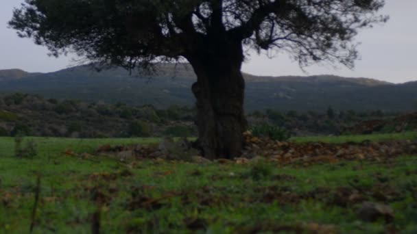 Collines rurales et un seul arbre — Video