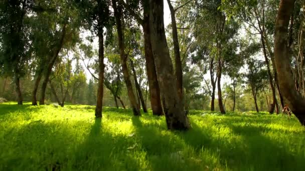 Imágenes del bosque del Monte Tabor en Israel . — Vídeo de stock