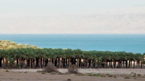 Schwenk-Aufnahme des Zeitraffer-Schattens, der den Palmenhain in der Nähe des Galiläa-Meeres bedeckt — Stockvideo