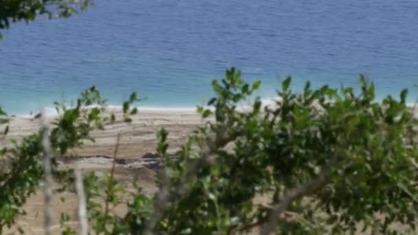 Μήκος σε πόδηα της πρασινάδας στη νεκρά θάλασσα στο Ισραήλ — Αρχείο Βίντεο