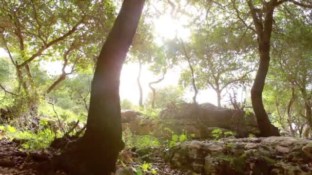 Ladera boscosa, disparando a través de ramas de hojas verdes hacia el sol — Vídeos de Stock