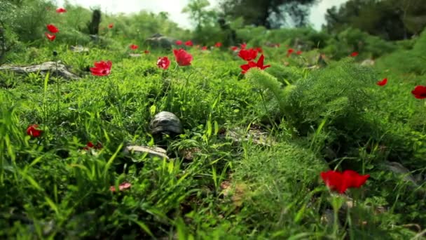 Filmagem de uma tartaruga rastejando através de flores e grama em Israel . — Vídeo de Stock
