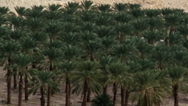 Royalty Free Stock Video Footage van een palm tree boomgaard doodgeschoten in Israël — Stockvideo